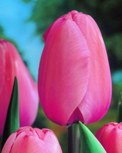 Tulpen Pink Suprême