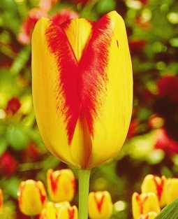 Tulpen Princess Margret Rose