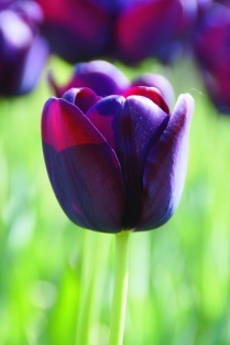Tulpen Queen of the Night