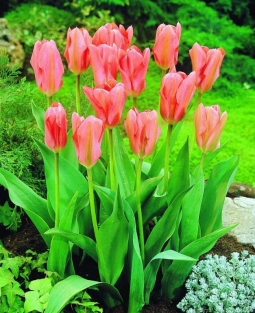 Tulpen Rosy Wings