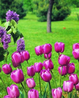 Tulpen scotch Lassie