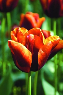 Tulpen Abu Hassan