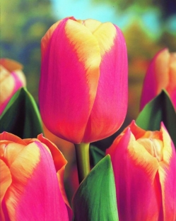Tulpen Anna José