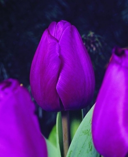 Tulpen Atilla