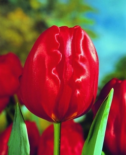 Tulpen Charles