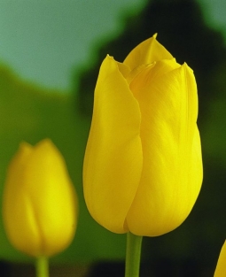 Tulpen Golden Melody