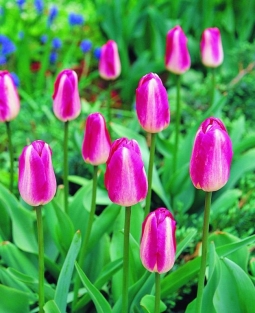 Tulpen High Noon