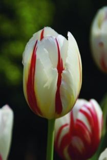 Tulpen Carnaval de Rio