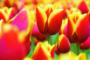 Tulpen Kees Nelis