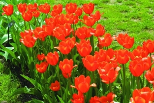 Tulpen Oranje Cassini