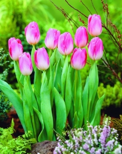 Tulpen Page Polka