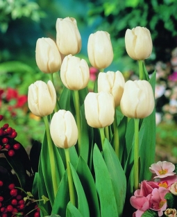 Tulpen Pax