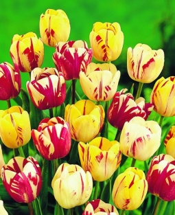 Tulpen Rembrandt Mix