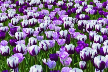 Tulpen Zurel Mix