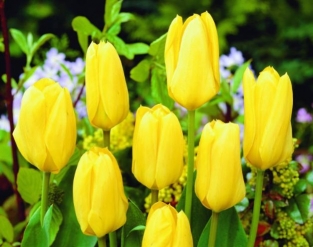 Tulpen Candela