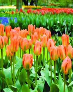 Tulpen Orange Emperor