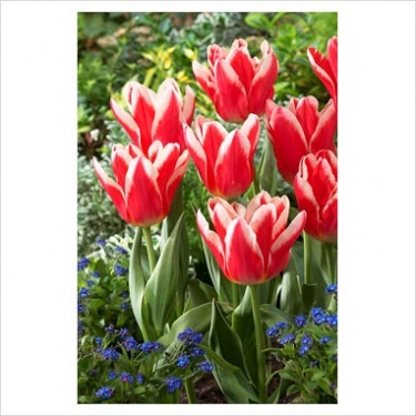 Tulpen Pirand