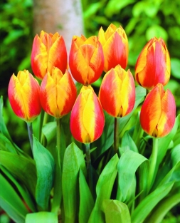 Tulp Flair