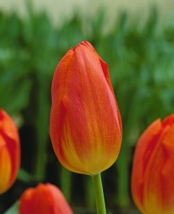 Tulp Generaal De Wet