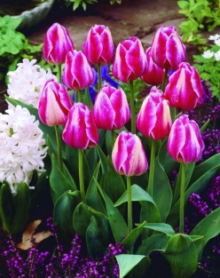Tulp Ibis