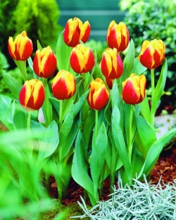 Tulp Keizerkroon