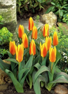 Tulp Flowerdale