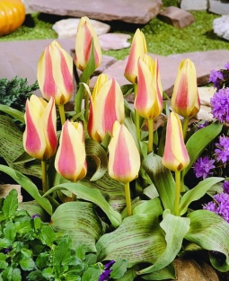 Tulp Zampa