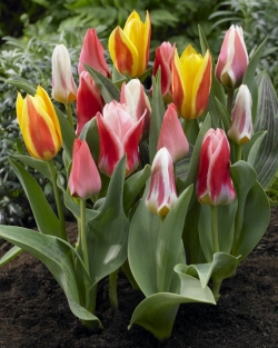 Tulp Greigii Mix