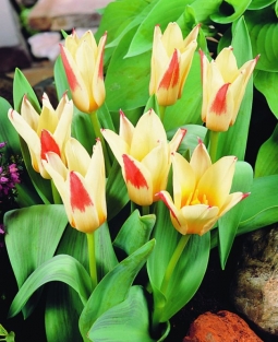 Tulp Johann Strauss