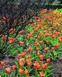 Tulp Shakespeare