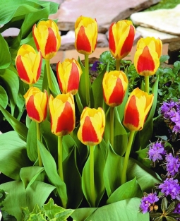 Tulp Stresa
