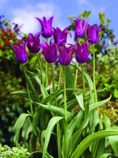 Tulp Burgundy