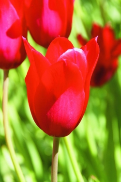 Tulp Red Shine