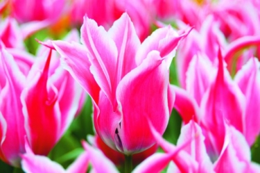 Tulp Yonina