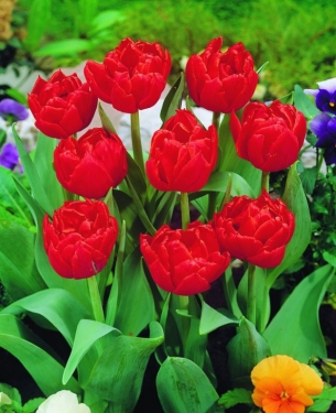 Tulp Carlton