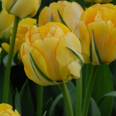 Tulp Shell