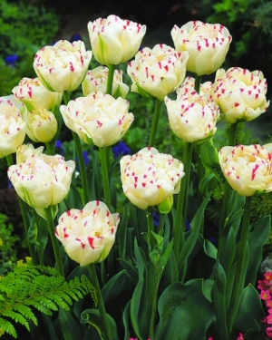 Tulp Table Dance