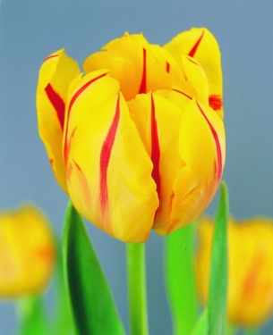 Tulp Monsella