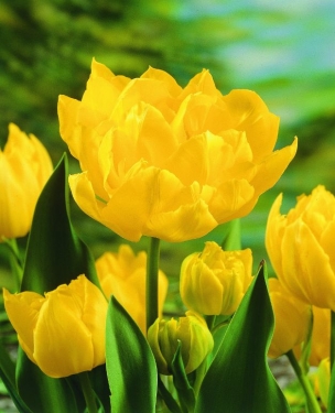Tulp Monte Carlo