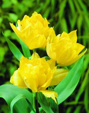 Tulp Mr. Vd Hoef