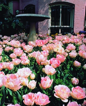 Tulp Peach Blossem