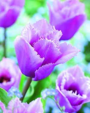Tulp Blue Heron
