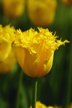 Tulp Hamilton