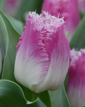 Tulp Oviedo