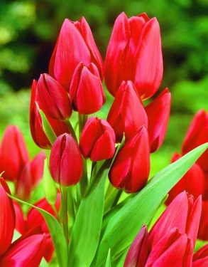 Tulp Keukenhof