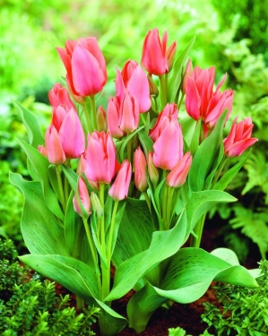 Tulp Toronto