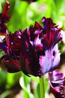 Tulp Black Parrot