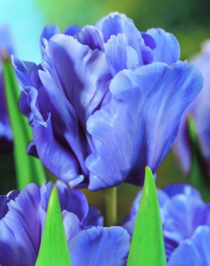 Tulp Blue Parrot