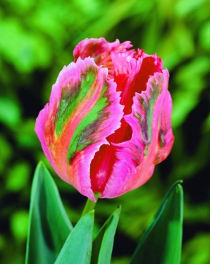 Tulp Fantasy