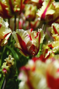 Tulp Flamming Parrot